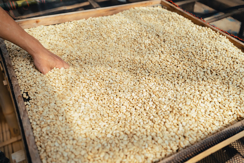Coffee beans are dried in the greenhouse