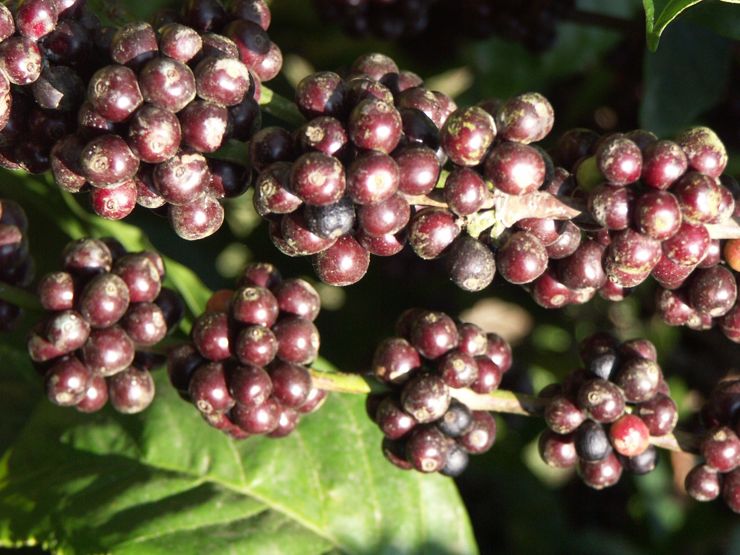 canephora oder arabica