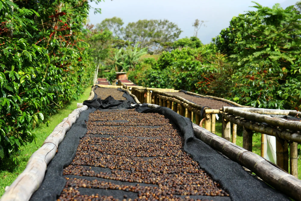Coffee cherries lying to dry on bamboo raised beds